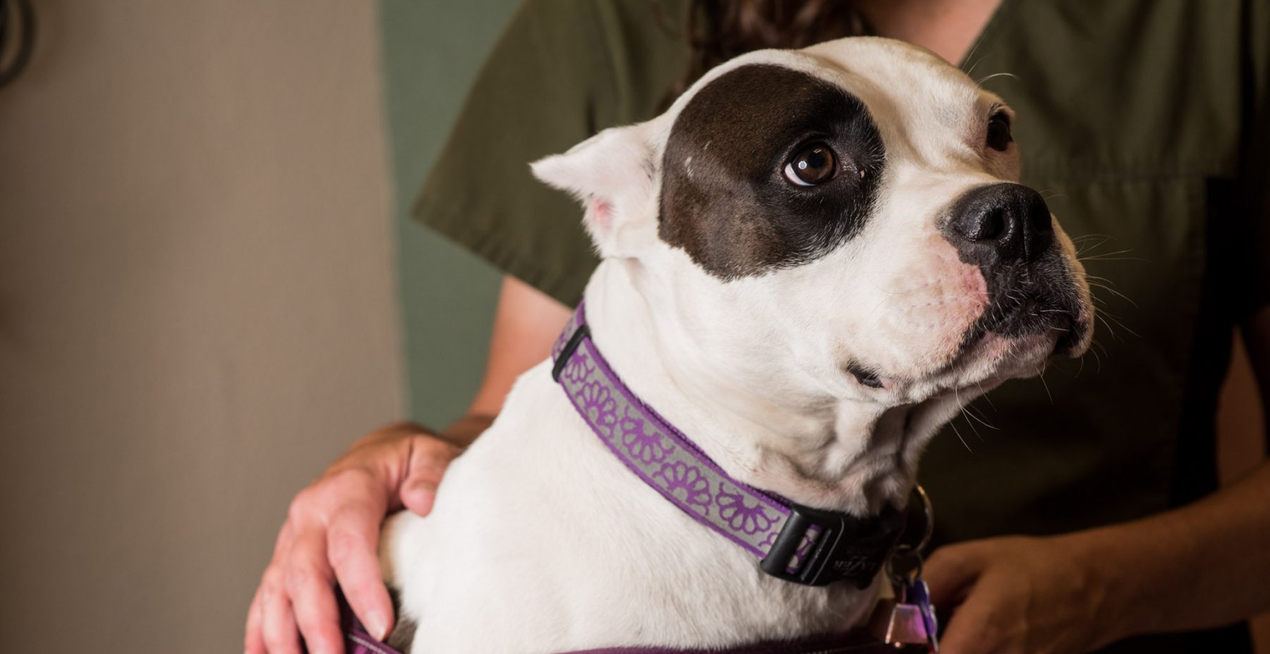 Permanent Identification Breckenridge Animal Clinic