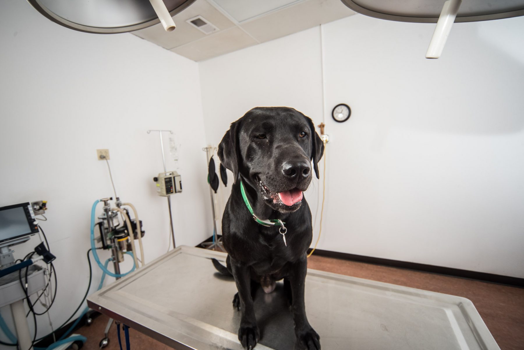 Test Post 4 Breckenridge Animal Clinic