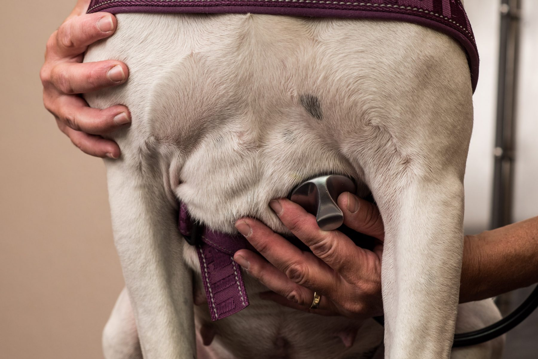 Primary Care Breckenridge Animal Clinic