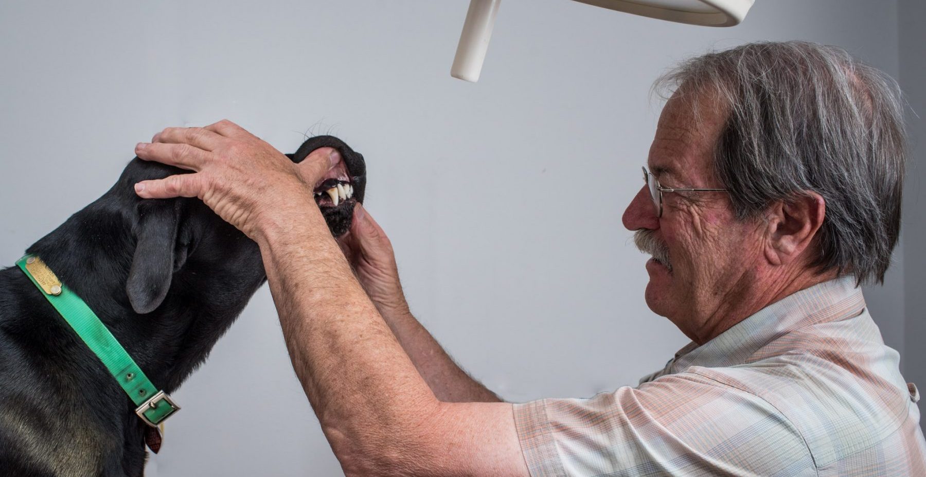 Dentistry & Oral Surgery Breckenridge Animal Clinic